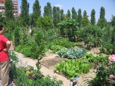 Assegnazione delle aree adibite ad “Orti Urbani”